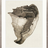 Black & White Shell II