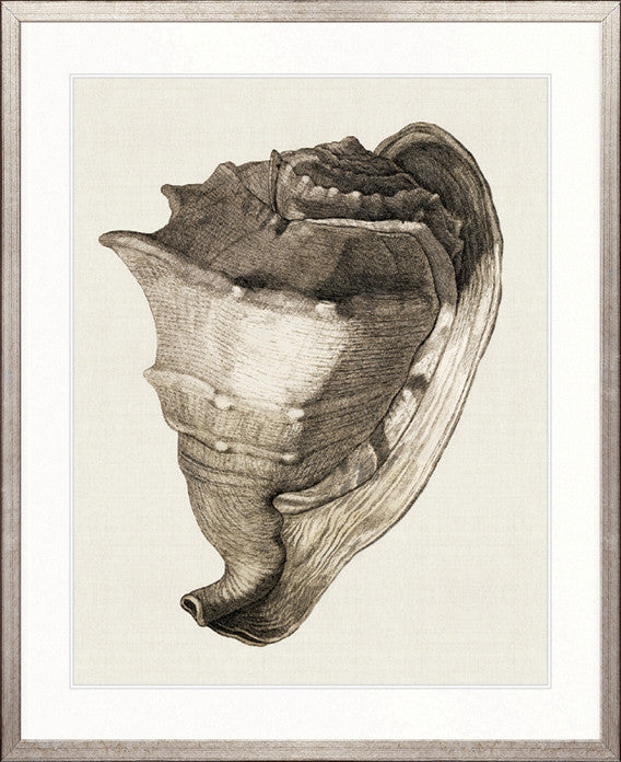 Black & White Shell II