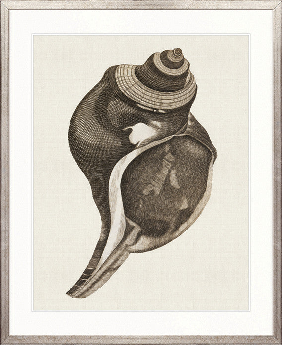 Black & White Shell IV