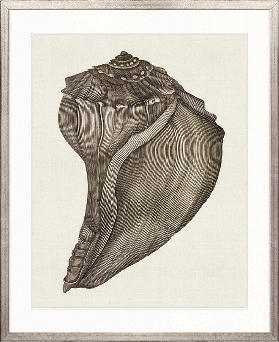 Black & White Shell VI