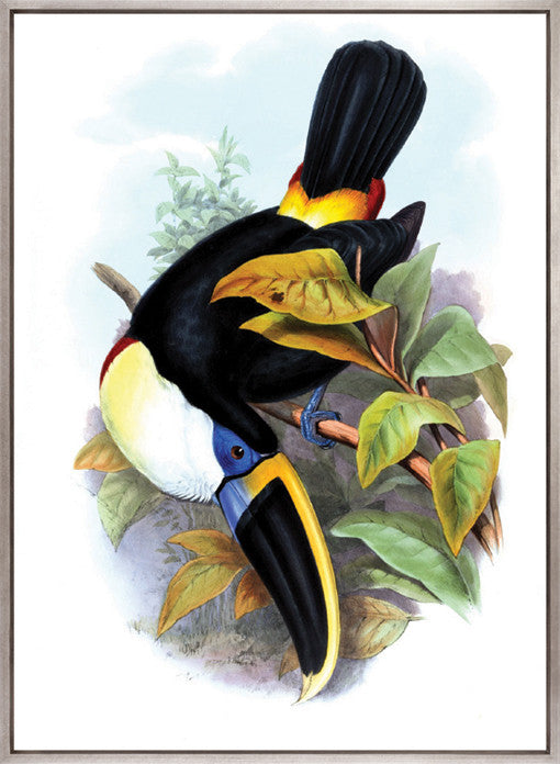Toucan Tango III (Canvas)