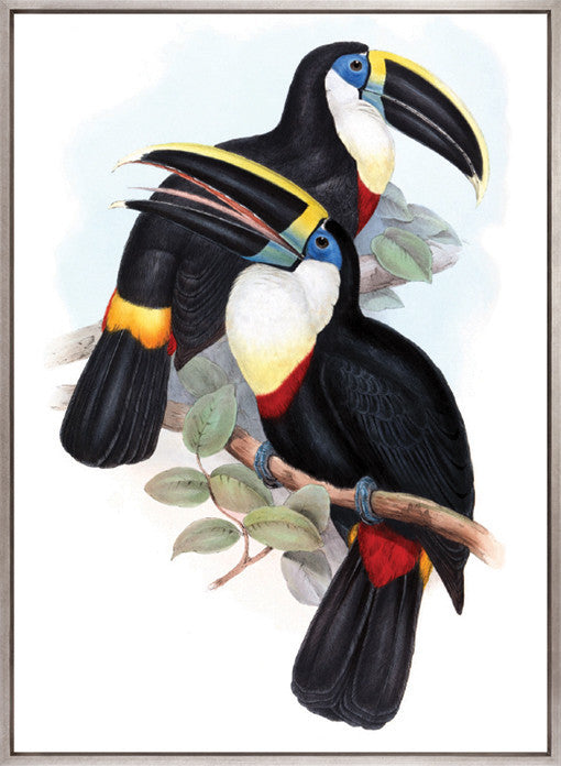 Toucan Tango IV (Canvas)