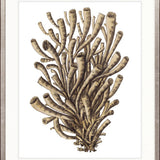 Exotic Coral I