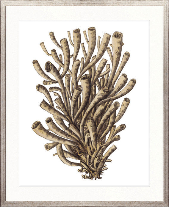 Exotic Coral I