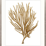 Exotic Coral VI