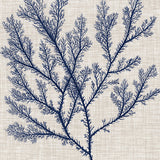 Delicate Seaweed I (Canvas) Large (903mm W x 1109mm H)