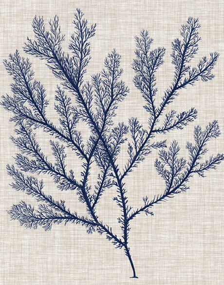 Delicate Seaweed I (Canvas)