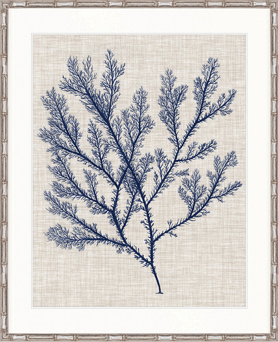 Delicate Seaweed I