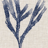 Delicate Seaweed II (Canvas) Large (903mm W x 1109mm H)
