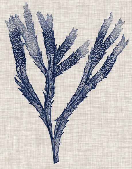 Delicate Seaweed II (Canvas)