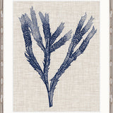 Delicate Seaweed II