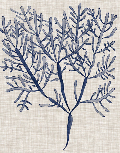 Delicate Seaweed III (Canvas)