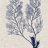 Delicate Seaweed IV (Canvas) Large (903mm W x 1109mm H)