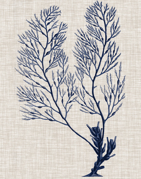 Delicate Seaweed IV (Canvas)