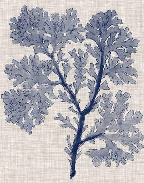 Delicate Seaweed V (Canvas)