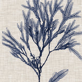 Delicate Seaweed VI (Canvas) Large (903mm W x 1109mm H)
