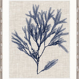 Delicate Seaweed VI