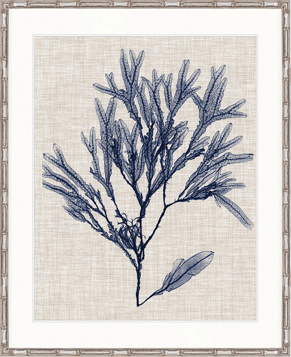 Delicate Seaweed VI