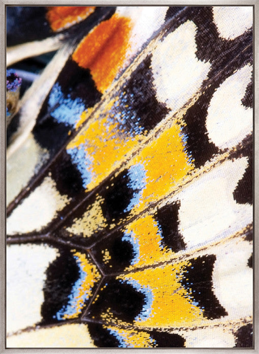 Macey Butterfly I (Canvas)