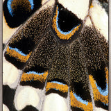 Macey Butterfly III (Canvas)
