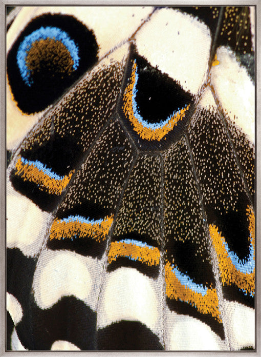 Macey Butterfly III (Canvas)