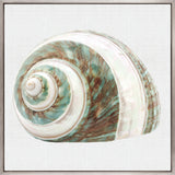 Shell Subject I (Canvas)