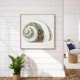 Shell Subject I (Canvas)