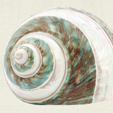 Shell Subject I (Canvas)