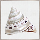 Shell Subject II (Canvas)