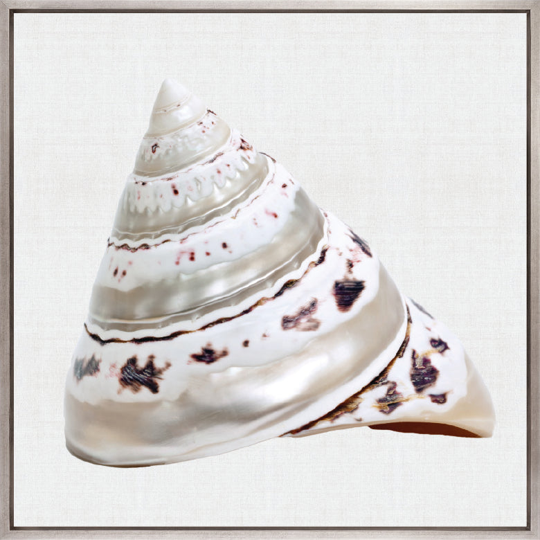 Shell Subject II (Canvas)