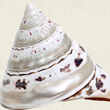 Shell Subject II (Canvas)