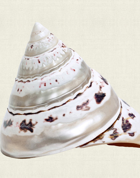 Shell Subject II (Canvas)