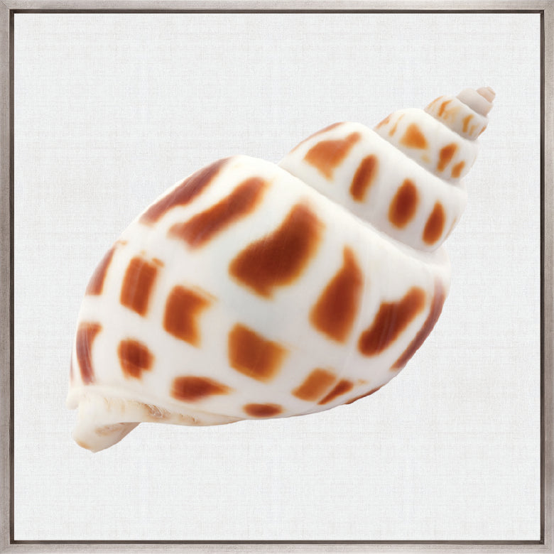 Shell Subject III (Canvas)