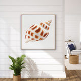 Shell Subject III (Canvas)