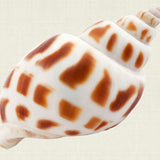 Shell Subject III (Canvas)