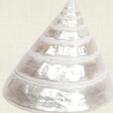 Shell Subject IV (Canvas)