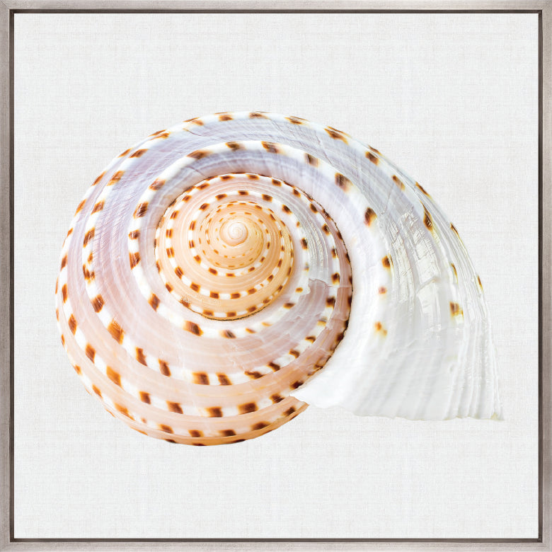 Shell Subject V (Canvas)