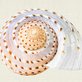 Shell Subject V (Canvas)