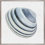 Shell Subject VI (Canvas)