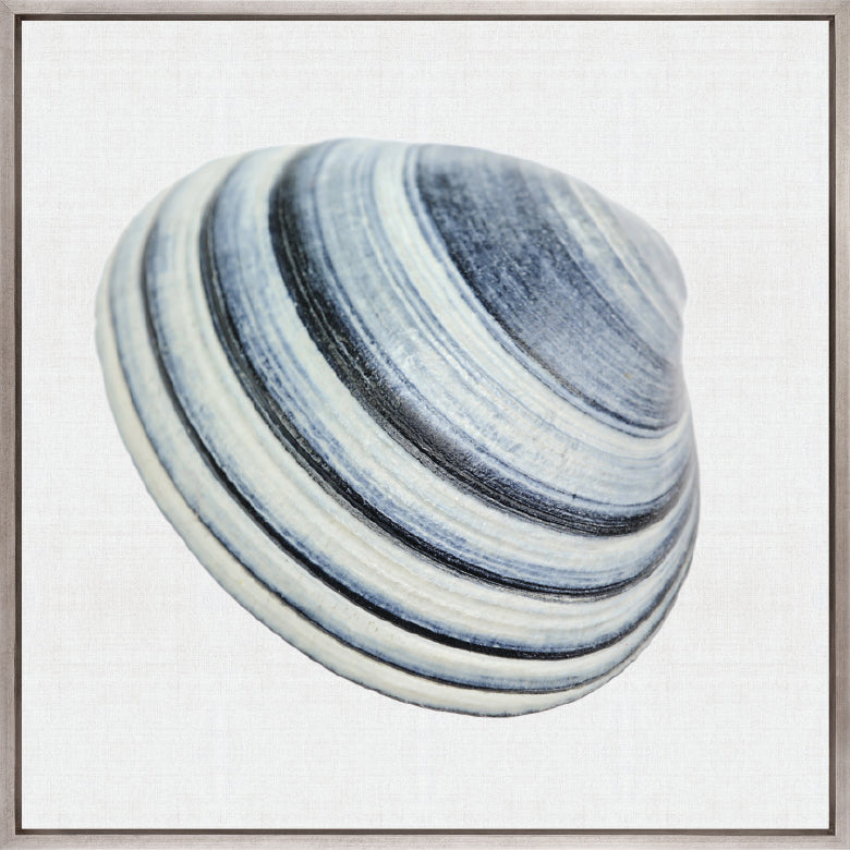 Shell Subject VI (Canvas)