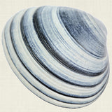 Shell Subject VI (Canvas)