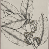 Maiden Beauty I (Canvas)