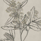 Maiden Beauty III (Canvas)