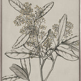 Maiden Beauty III (Canvas)