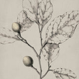 Maiden Beauty IV (Canvas)