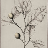 Maiden Beauty IV (Canvas)