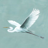 Majestic Egret IV Small (465mm W x 560mm H) / Standard Clear Glass