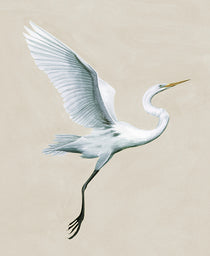Majestic Egret V