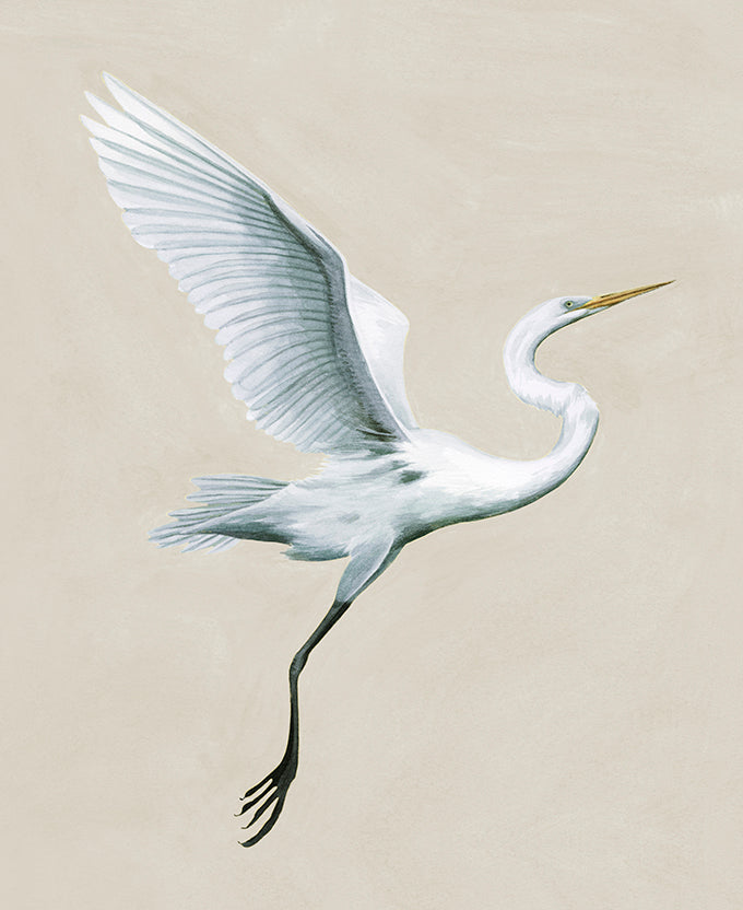 Majestic Egret V