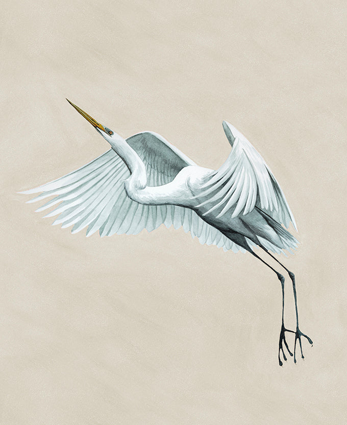 Majestic Egret VI